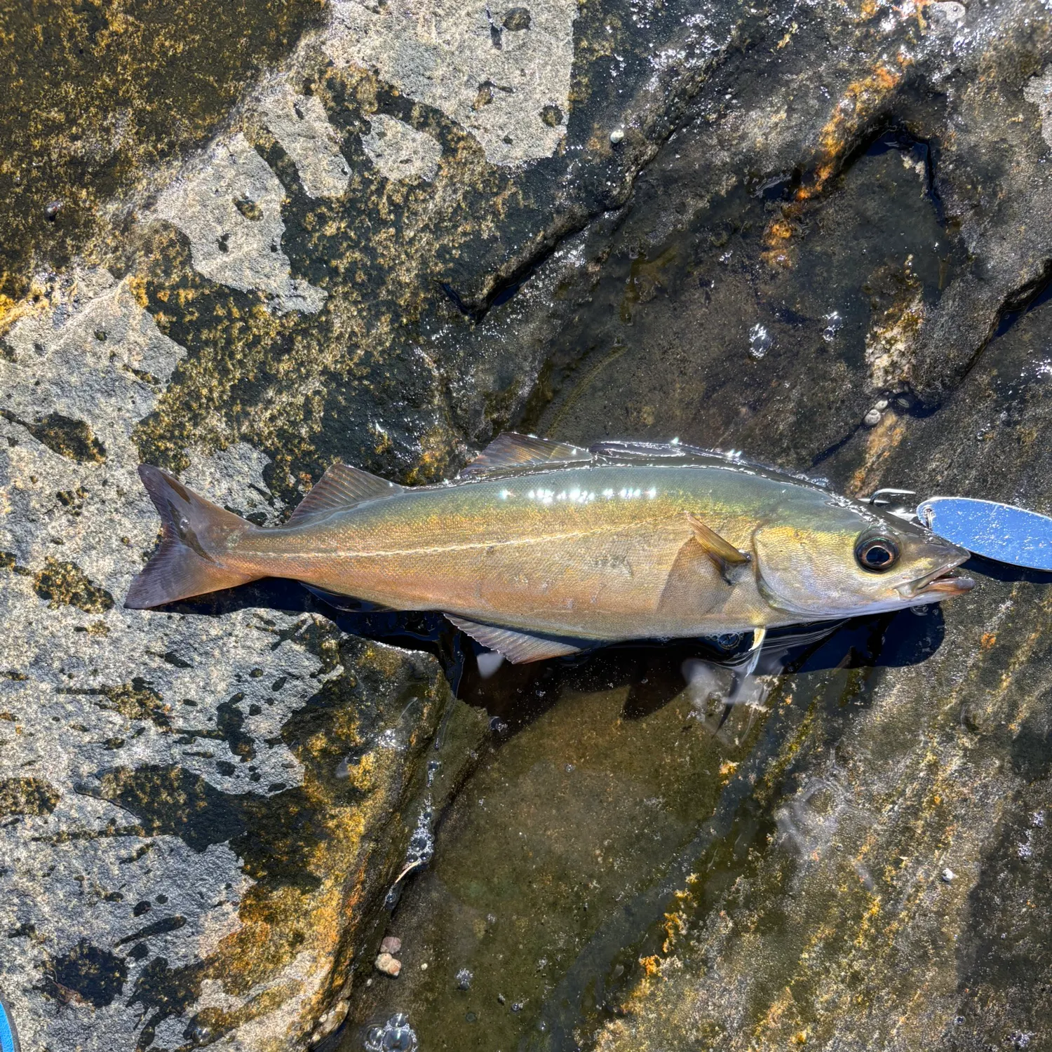 Atlantic pollock caught on Fishbrain