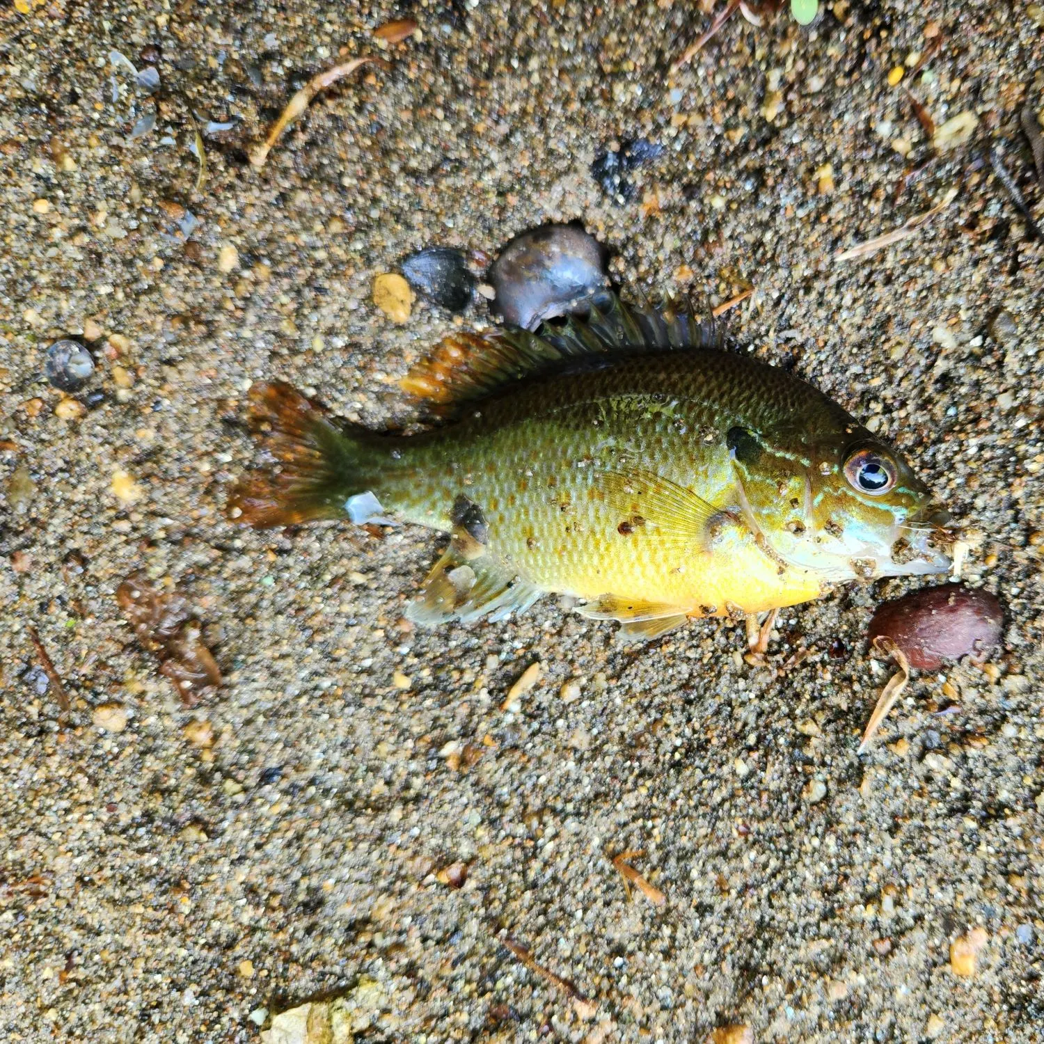 recently logged catches