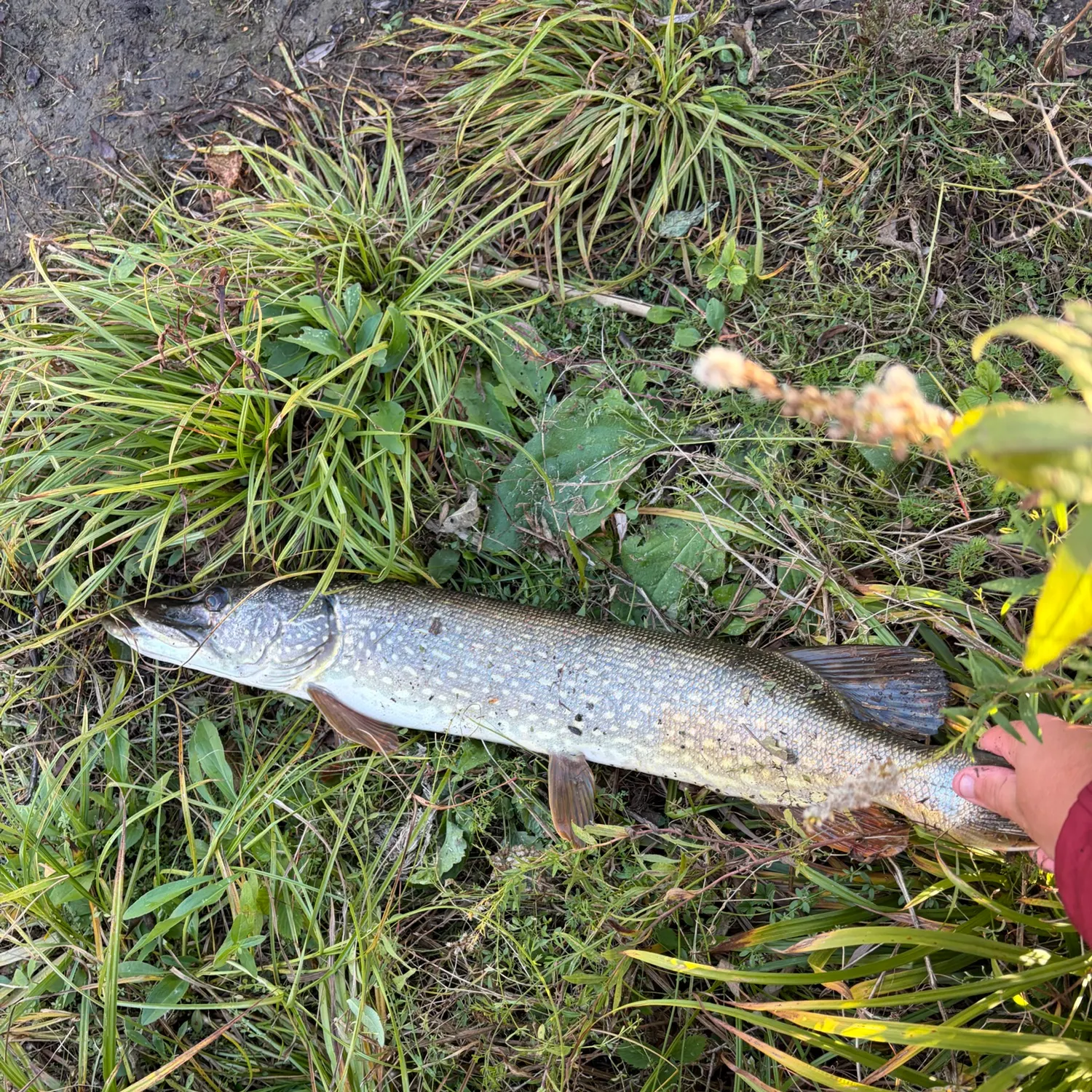 Northern pike caught on Fishbrain