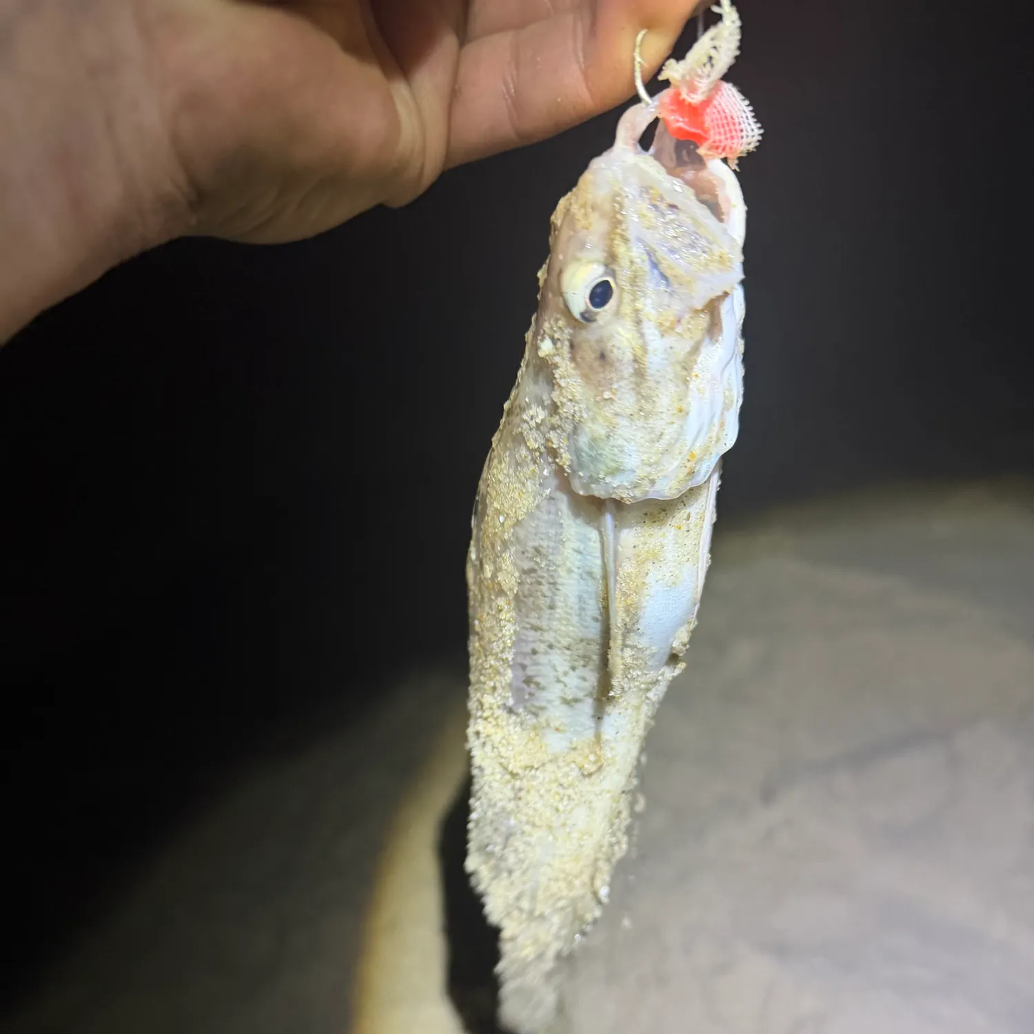 The most recent Northern kingcroaker catches on Fishbrain