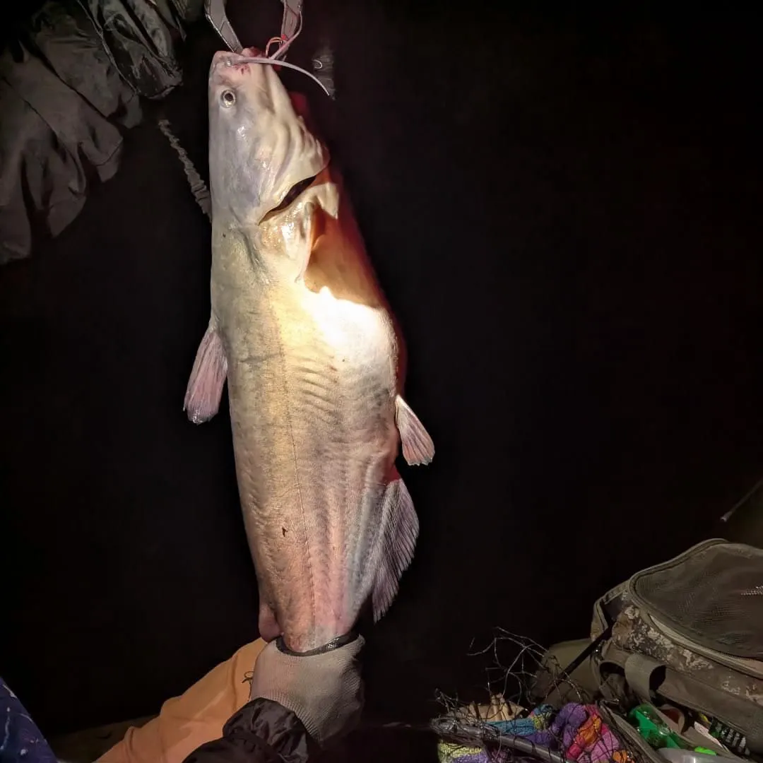 Blue catfish caught on Fishbrain