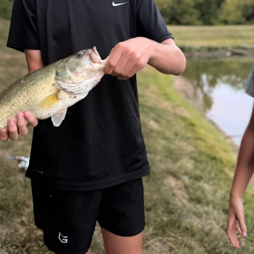 Fish caught on Fishbrain