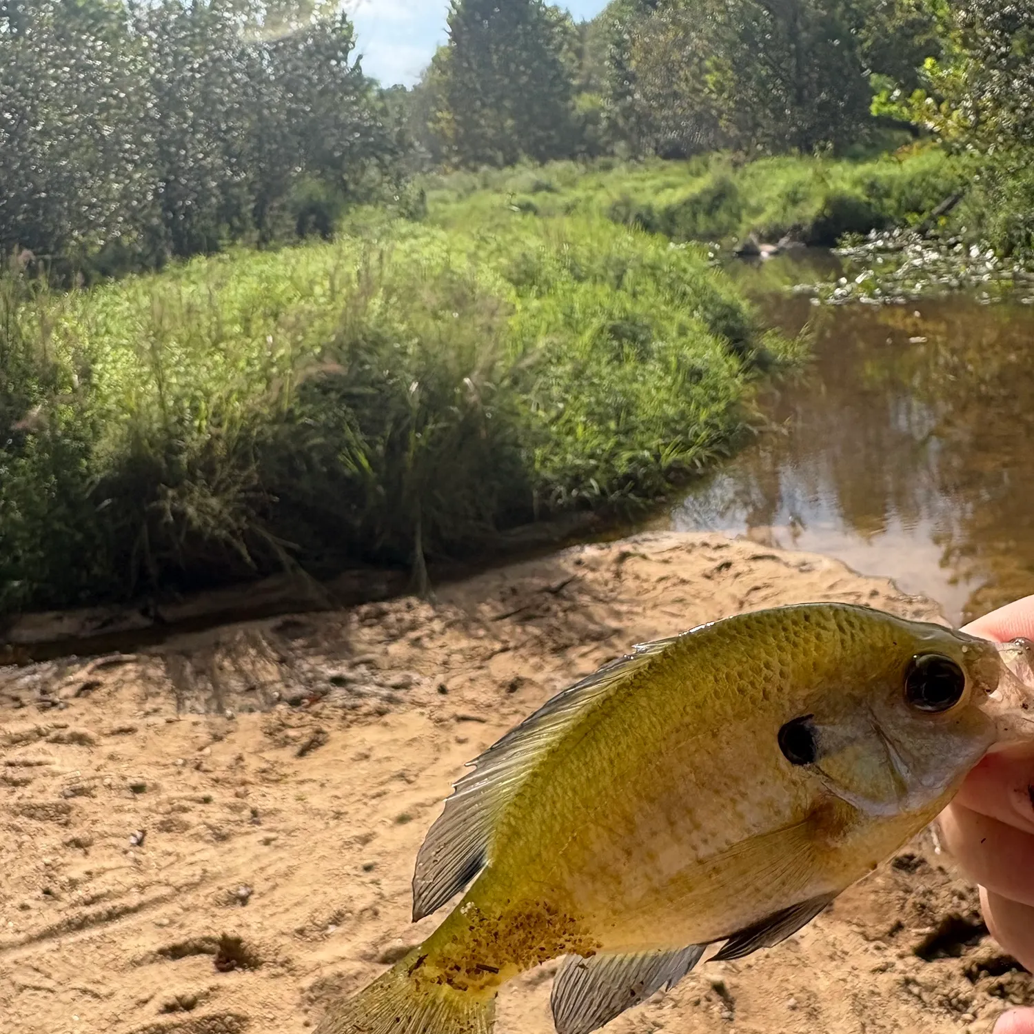 Bluegill caught on Fishbrain