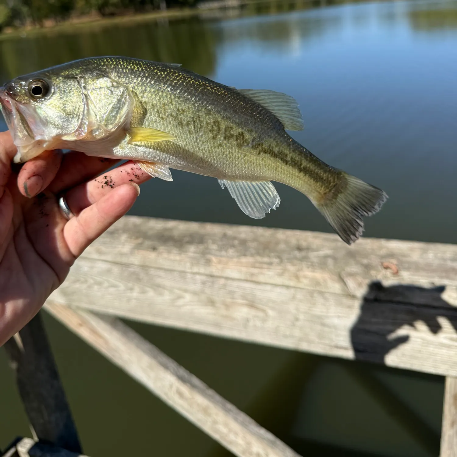 Largemouth bass caught on Fishbrain