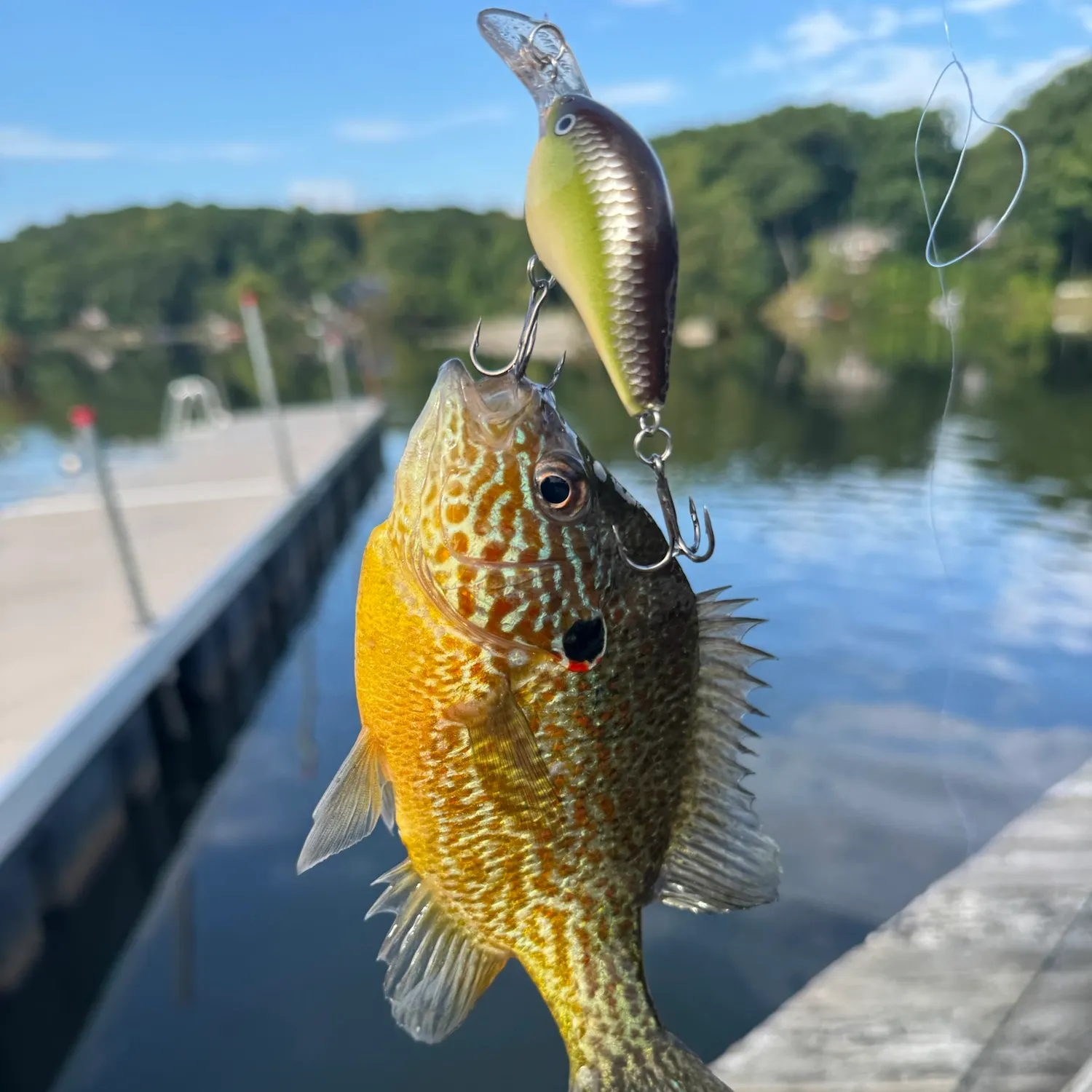 Pumpkinseed caught on Fishbrain