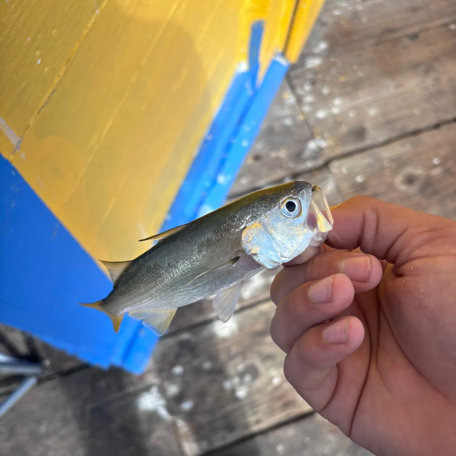 The most recent Queenfish catches on Fishbrain