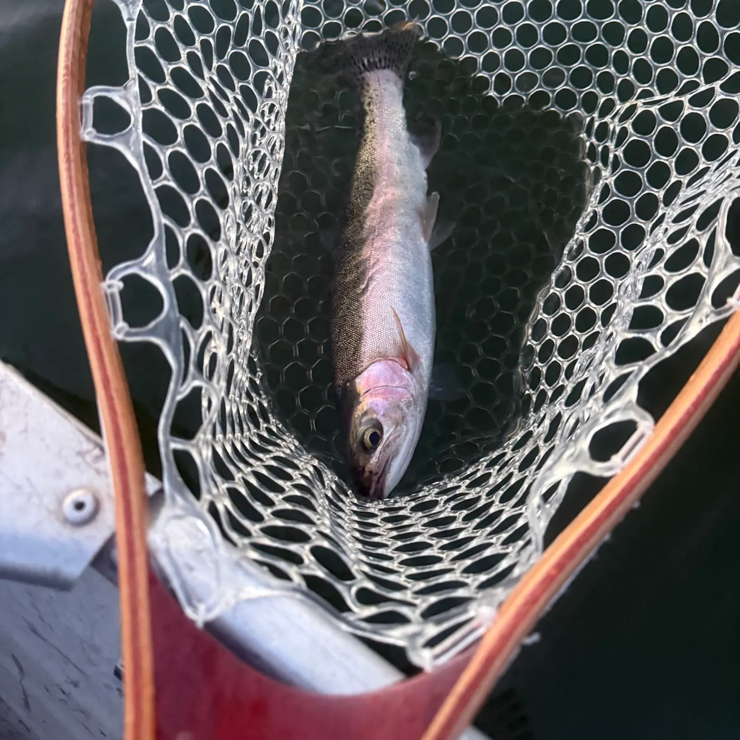 Rainbow trout caught on Fishbrain