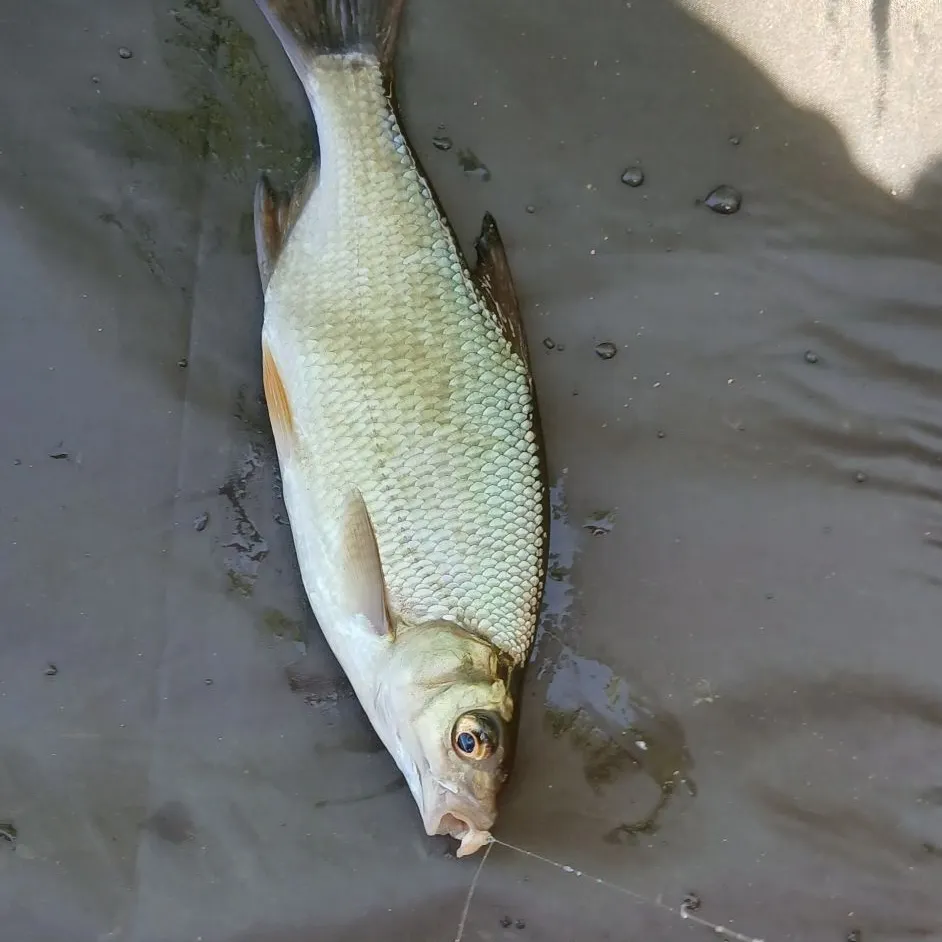 The most recent Common bream catches on Fishbrain