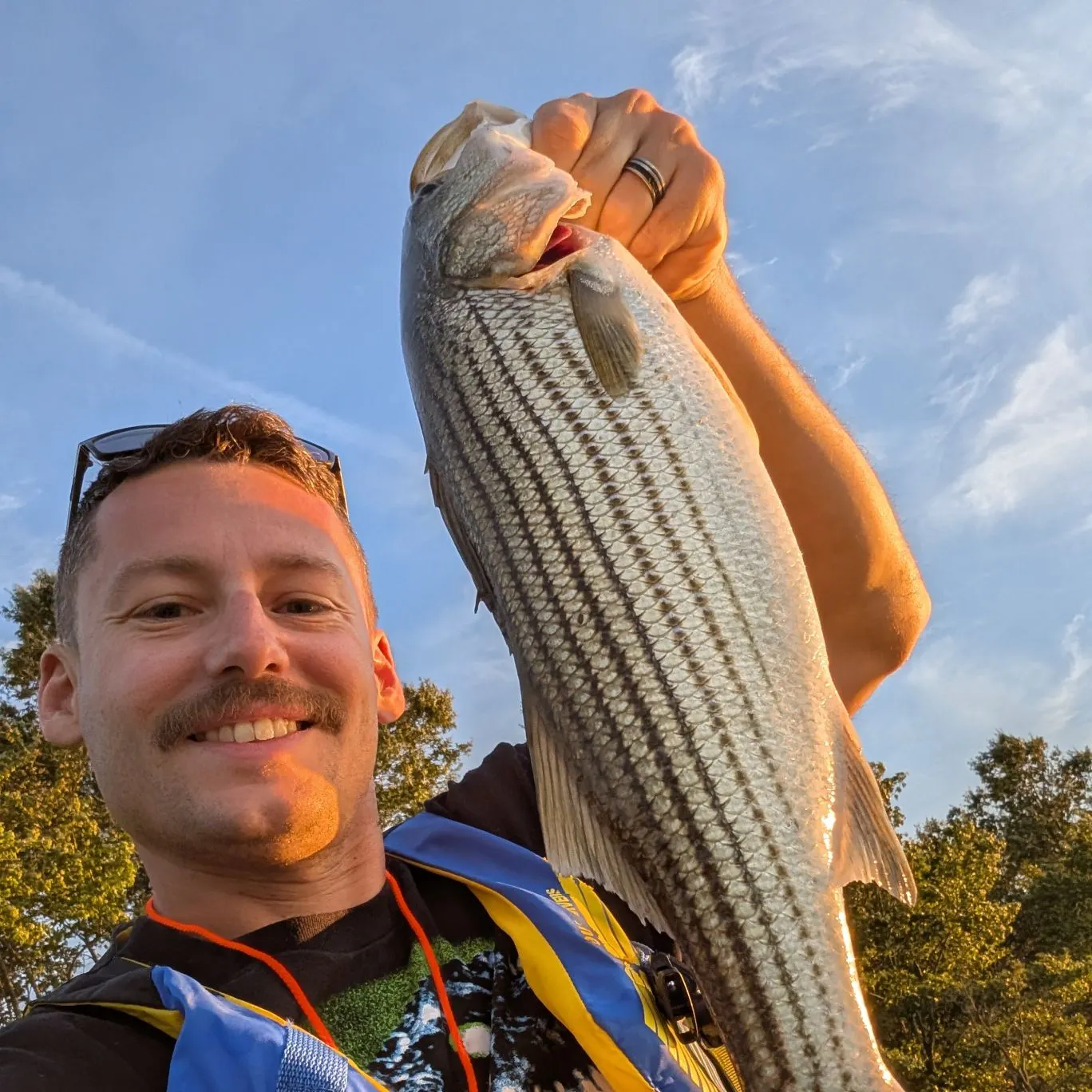 Striped bass caught on Fishbrain