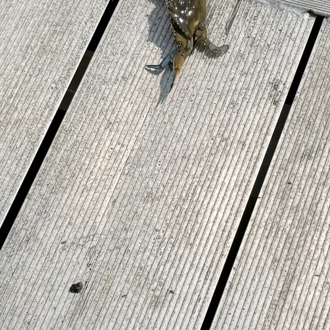 Fish caught on Fishbrain
