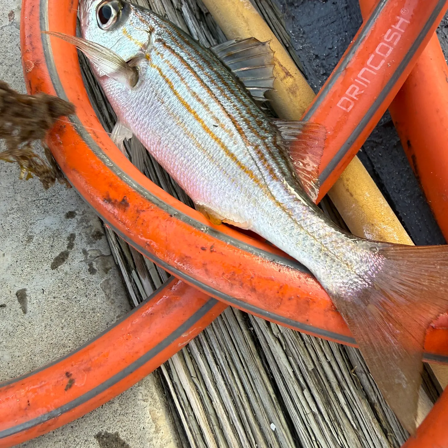 The most recent Salema porgy catches on Fishbrain