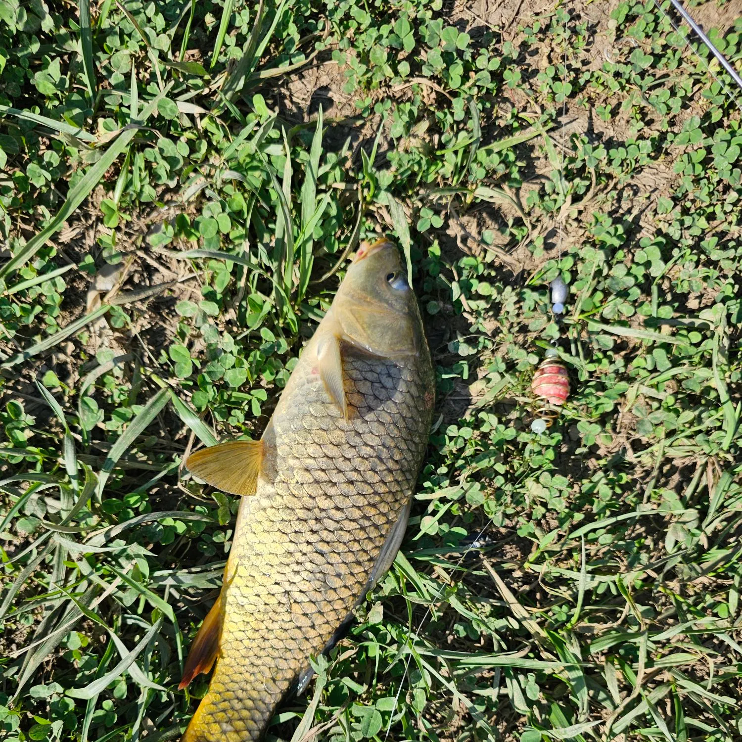 Common carp caught on Fishbrain