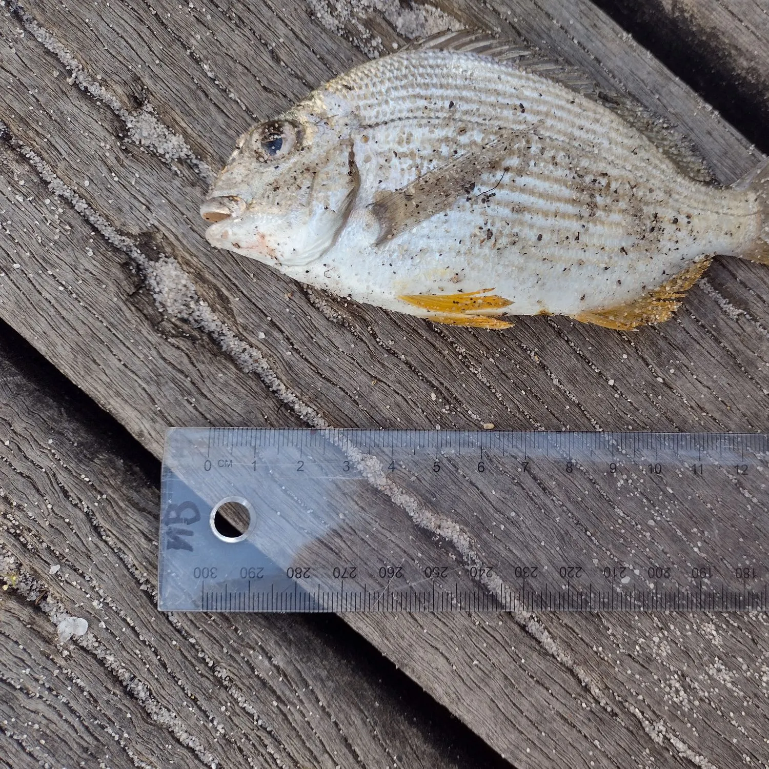 Goldlined seabream caught on Fishbrain