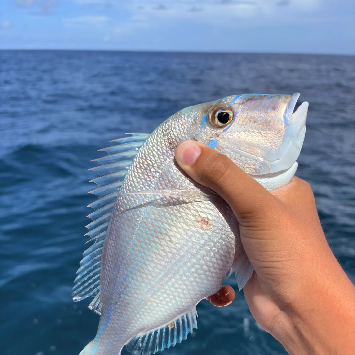 The most recent Littlehead Porgy catches on Fishbrain