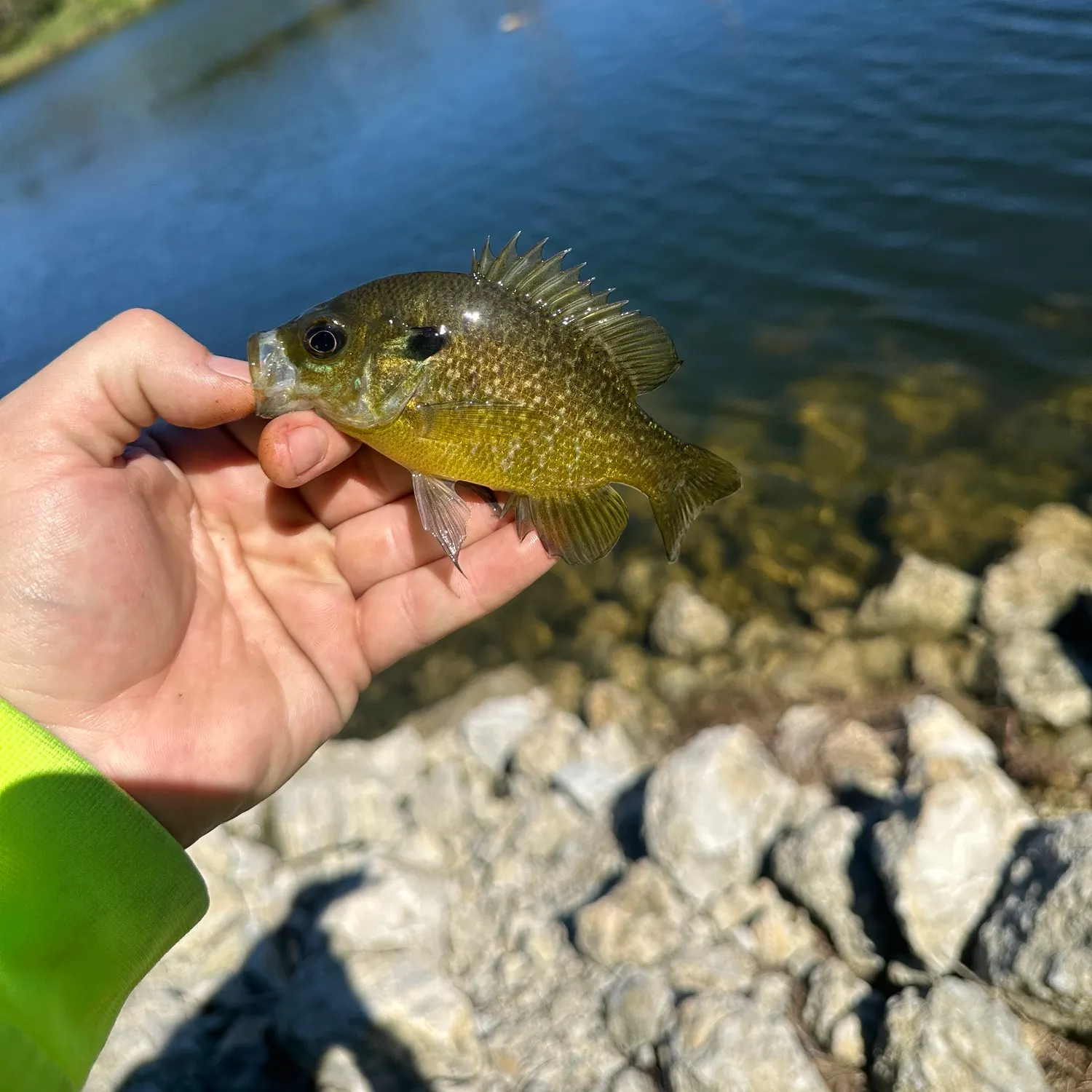 Greengill hybrid caught on Fishbrain