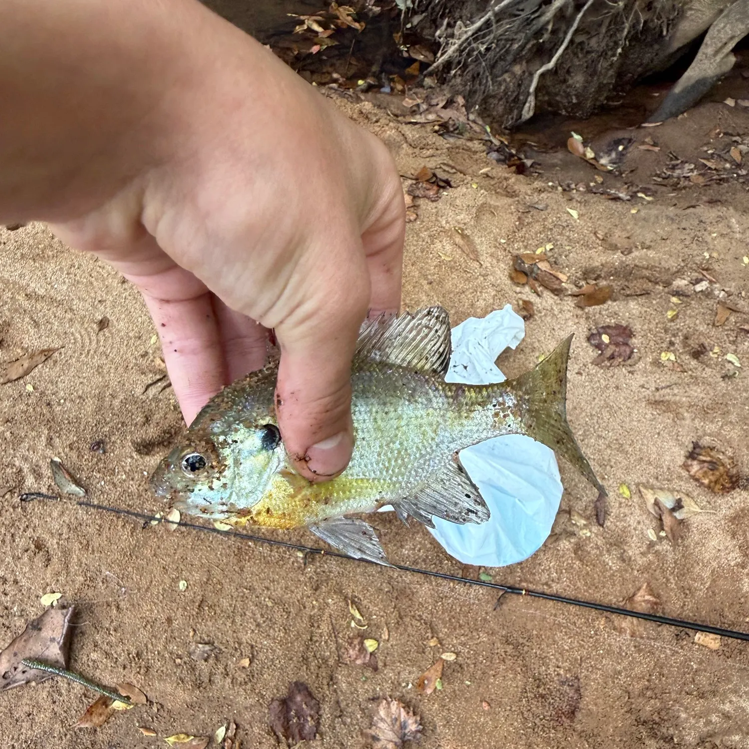 Bluegill caught on Fishbrain