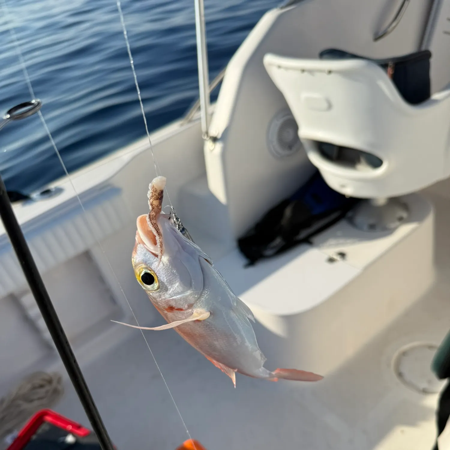 Common pandora caught on Fishbrain