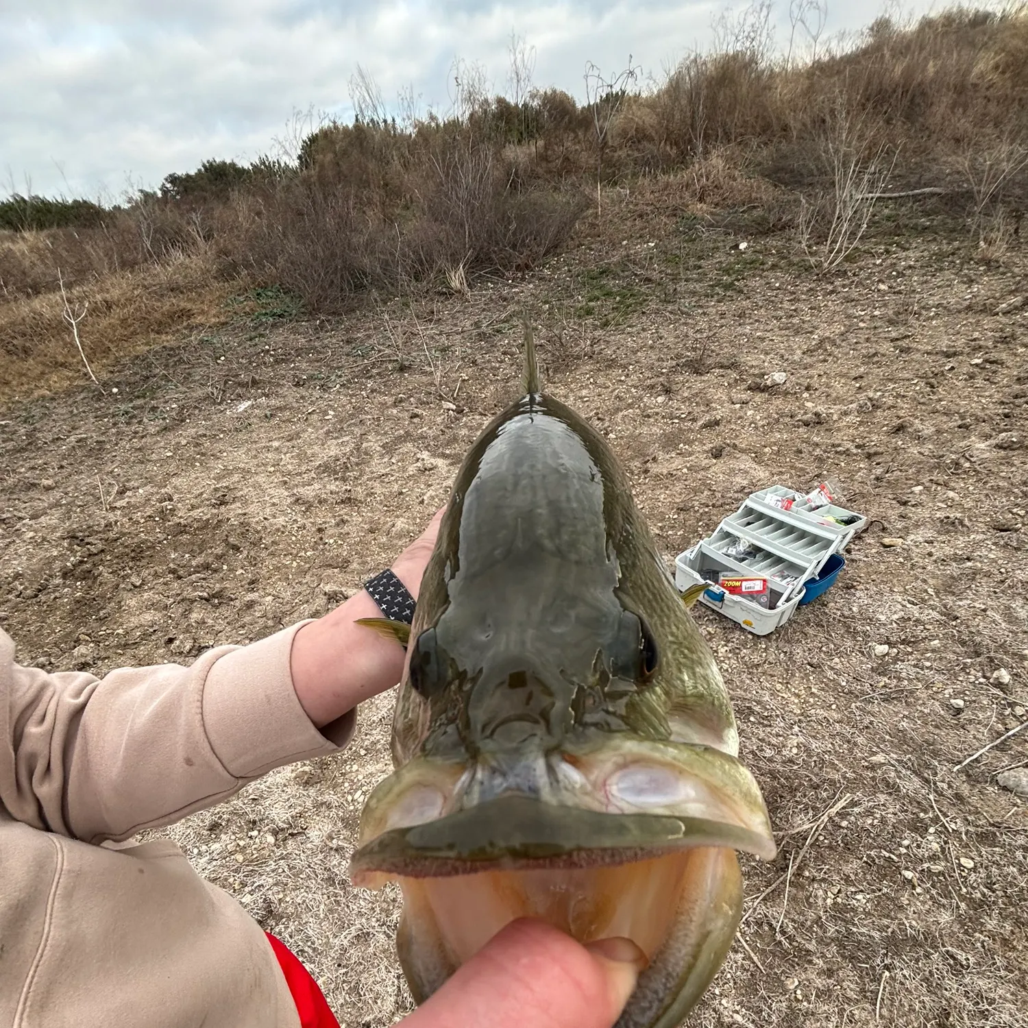 The most recent Alligator gar catches on Fishbrain