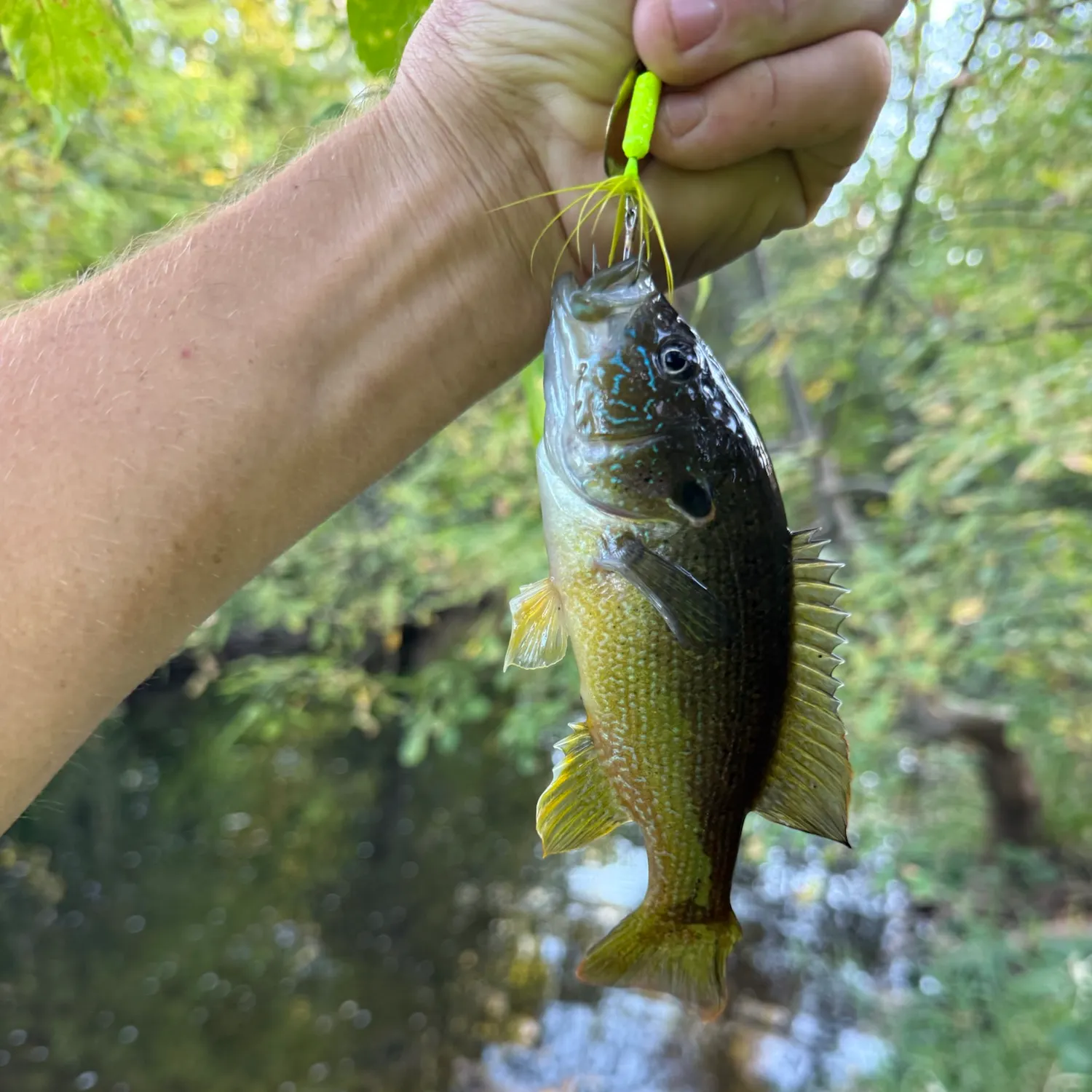 Green sunfish caught on Fishbrain