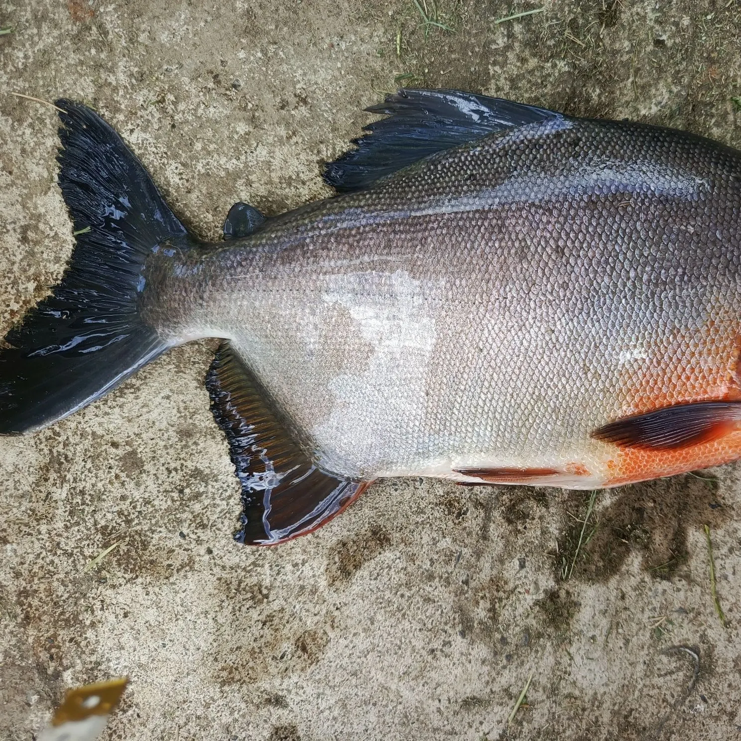 The most recent Red-bellied pacu catches on Fishbrain