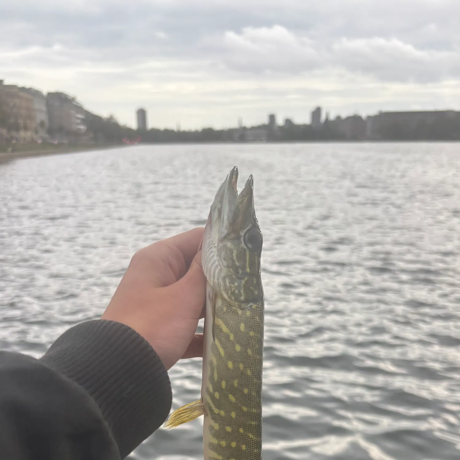 Northern pike caught on Fishbrain