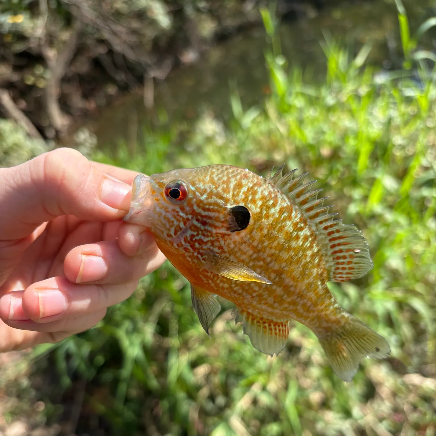 Pumpkinseed caught on Fishbrain
