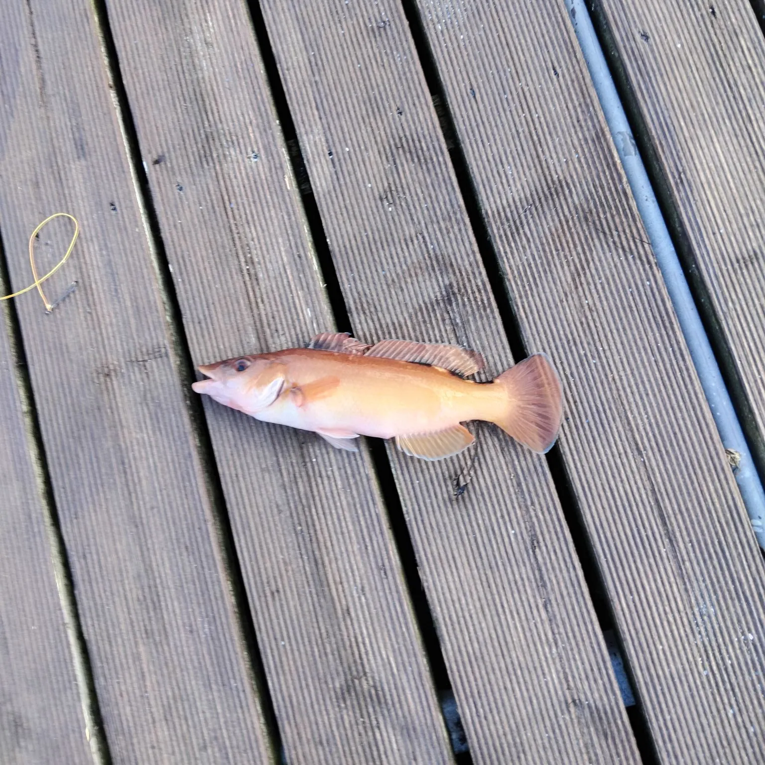 The most recent Cuckoo wrasse catches on Fishbrain