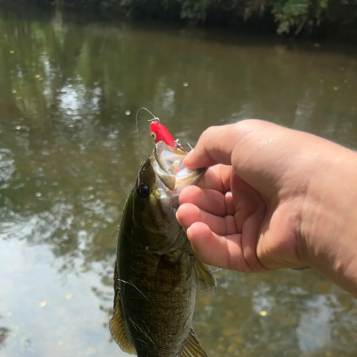 Smallmouth bass caught on Fishbrain