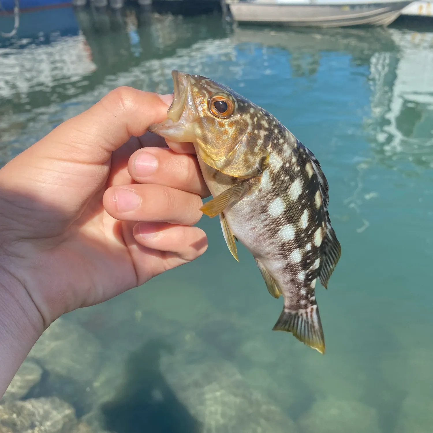 Kelp bass caught on Fishbrain