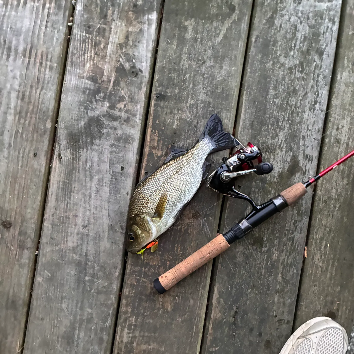 White perch caught on Fishbrain