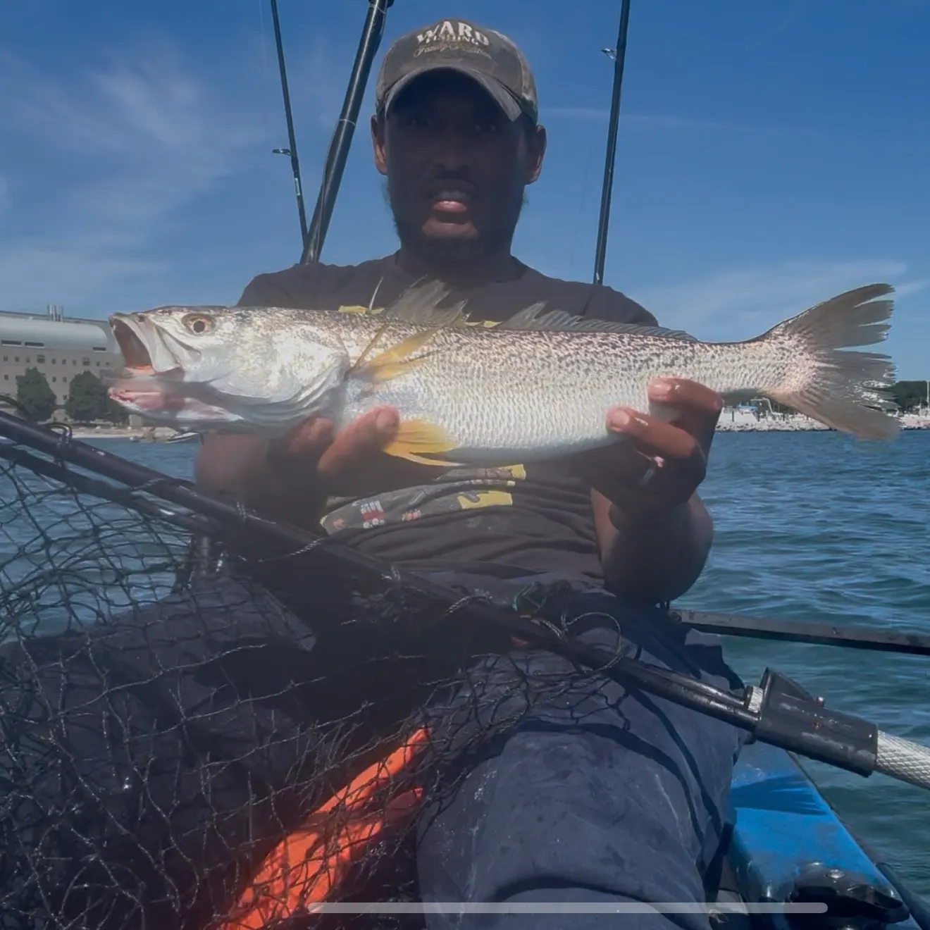 Gray weakfish caught on Fishbrain