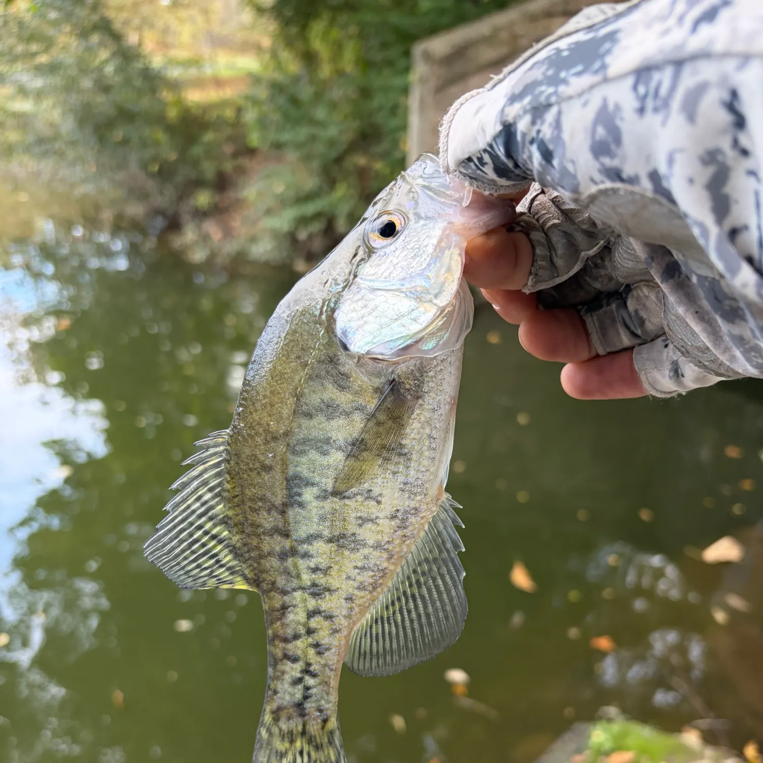 White crappie caught on Fishbrain