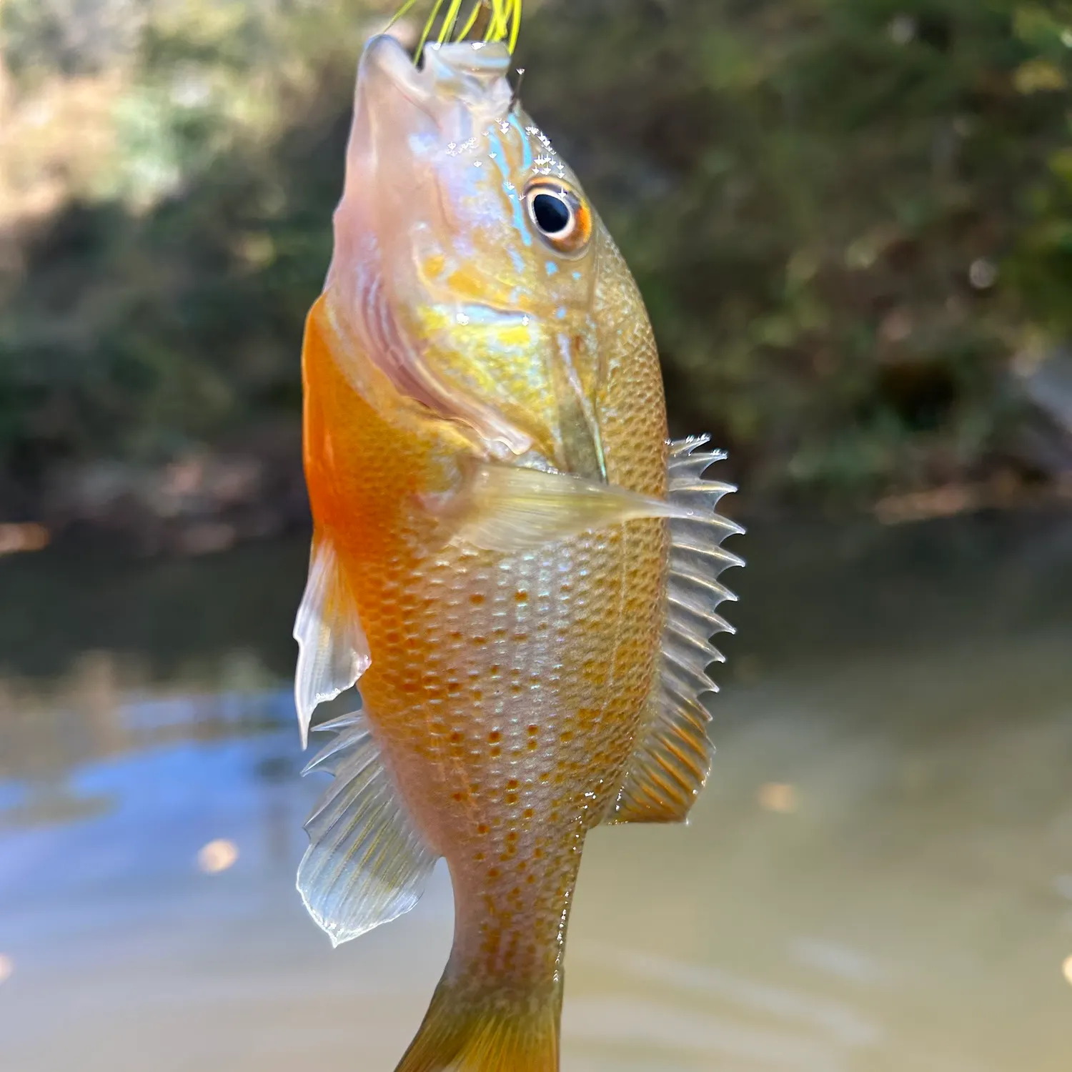 Redbreast sunfish caught on Fishbrain