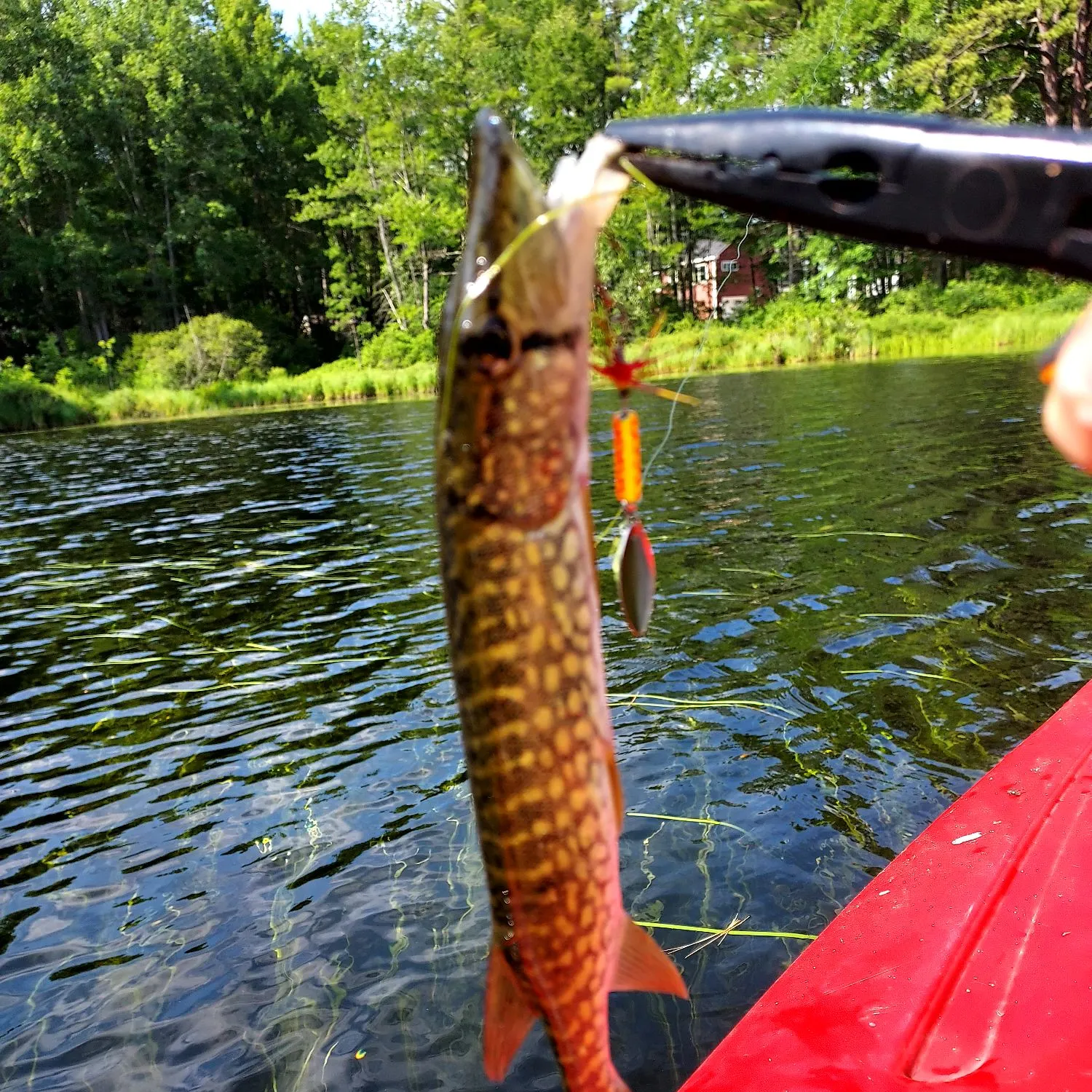 The most recent Chain pickerel catches on Fishbrain