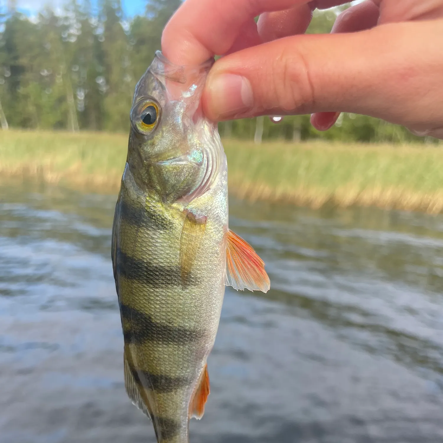 European perch caught on Fishbrain