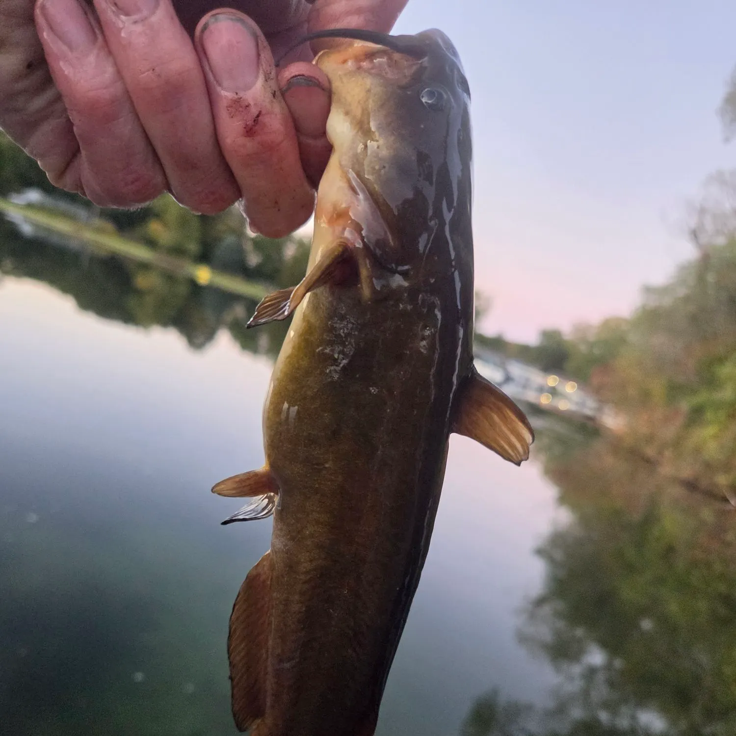 Yellow bullhead caught on Fishbrain