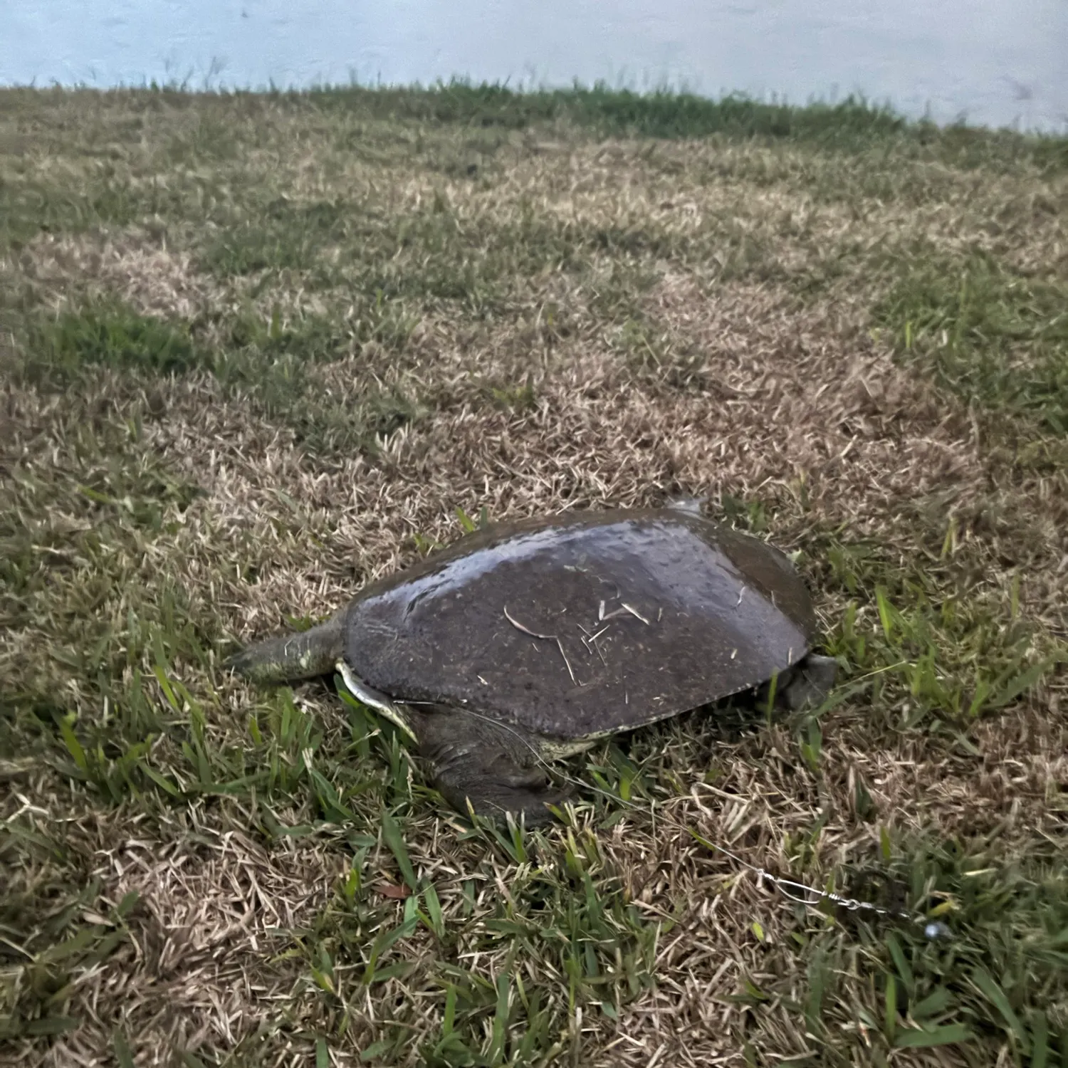 Spiny softshell turtle caught on Fishbrain