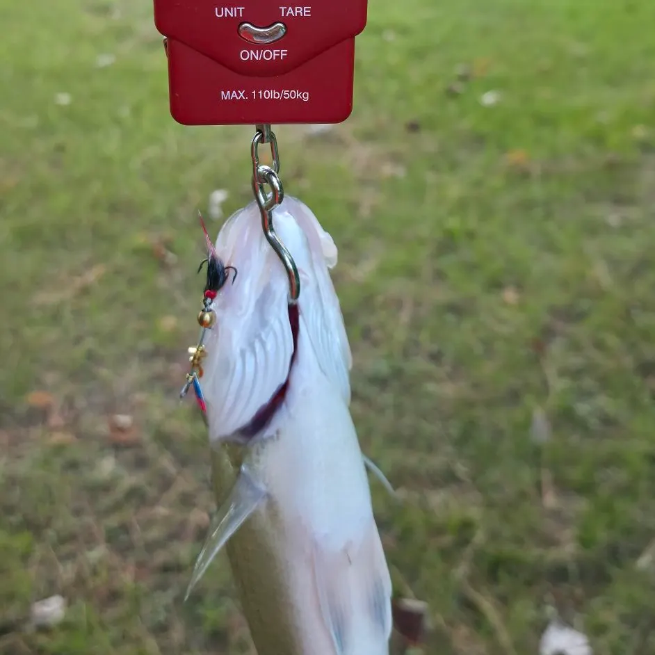 The most recent Freshwater drum catches on Fishbrain