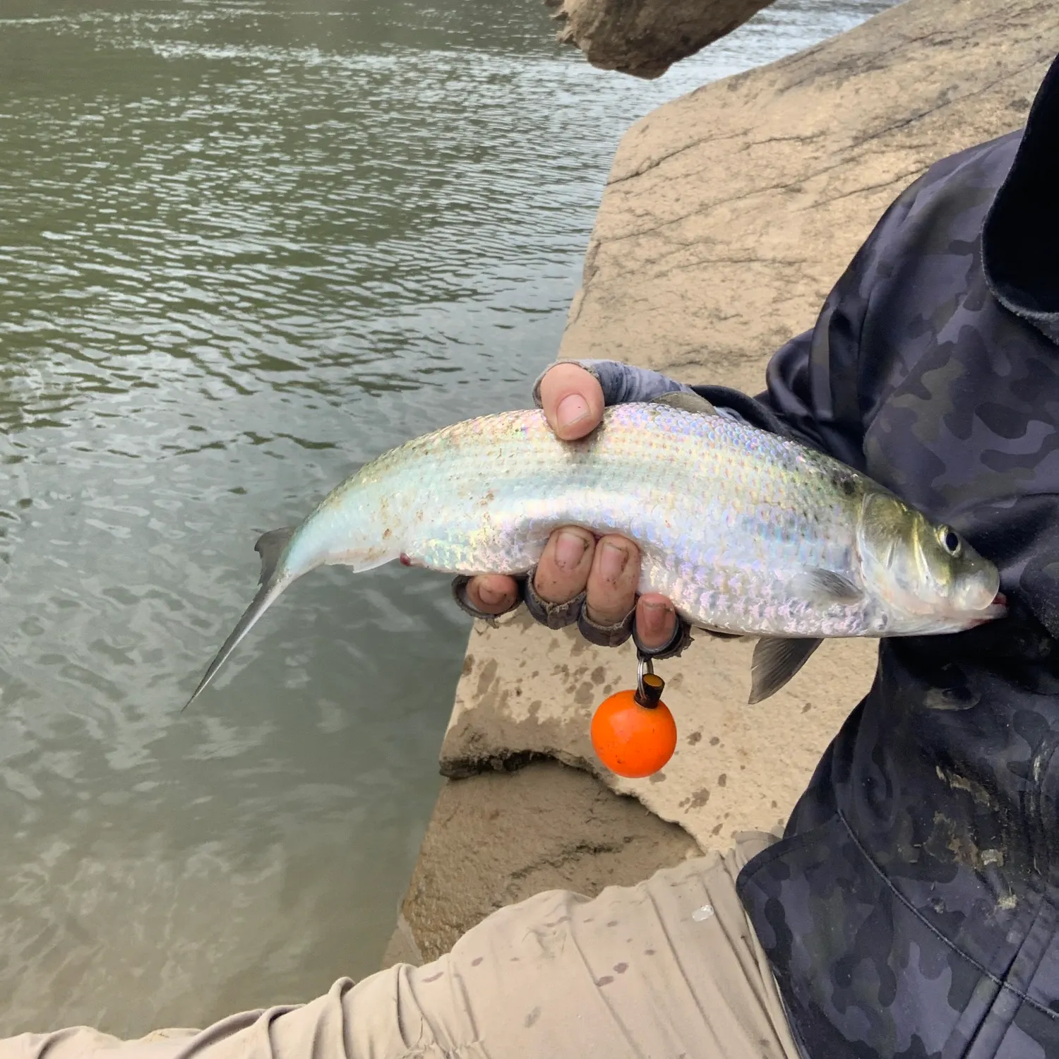 The most recent American shad catches on Fishbrain