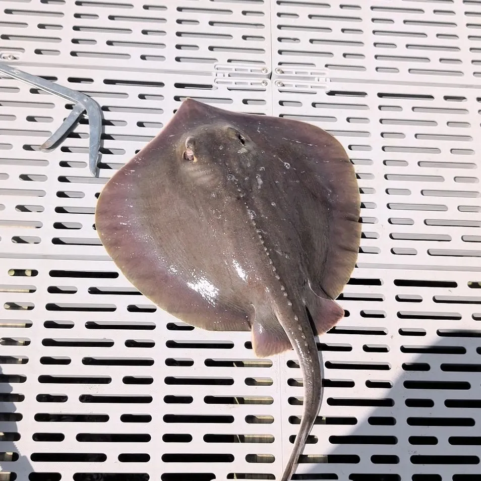 The most recent Atlantic stingray catches on Fishbrain