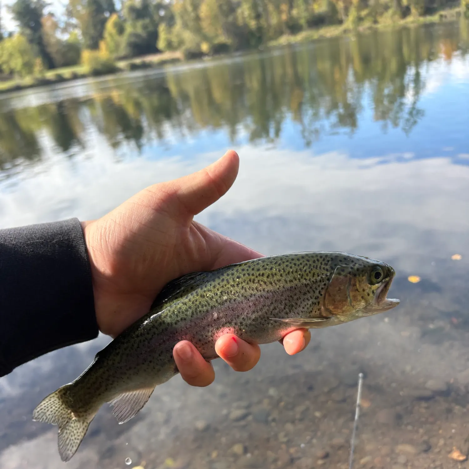 Rainbow trout caught on Fishbrain