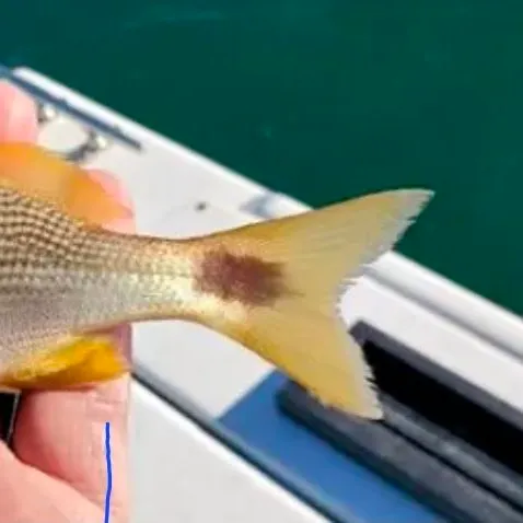 The most recent Oriental sweetlips catches on Fishbrain