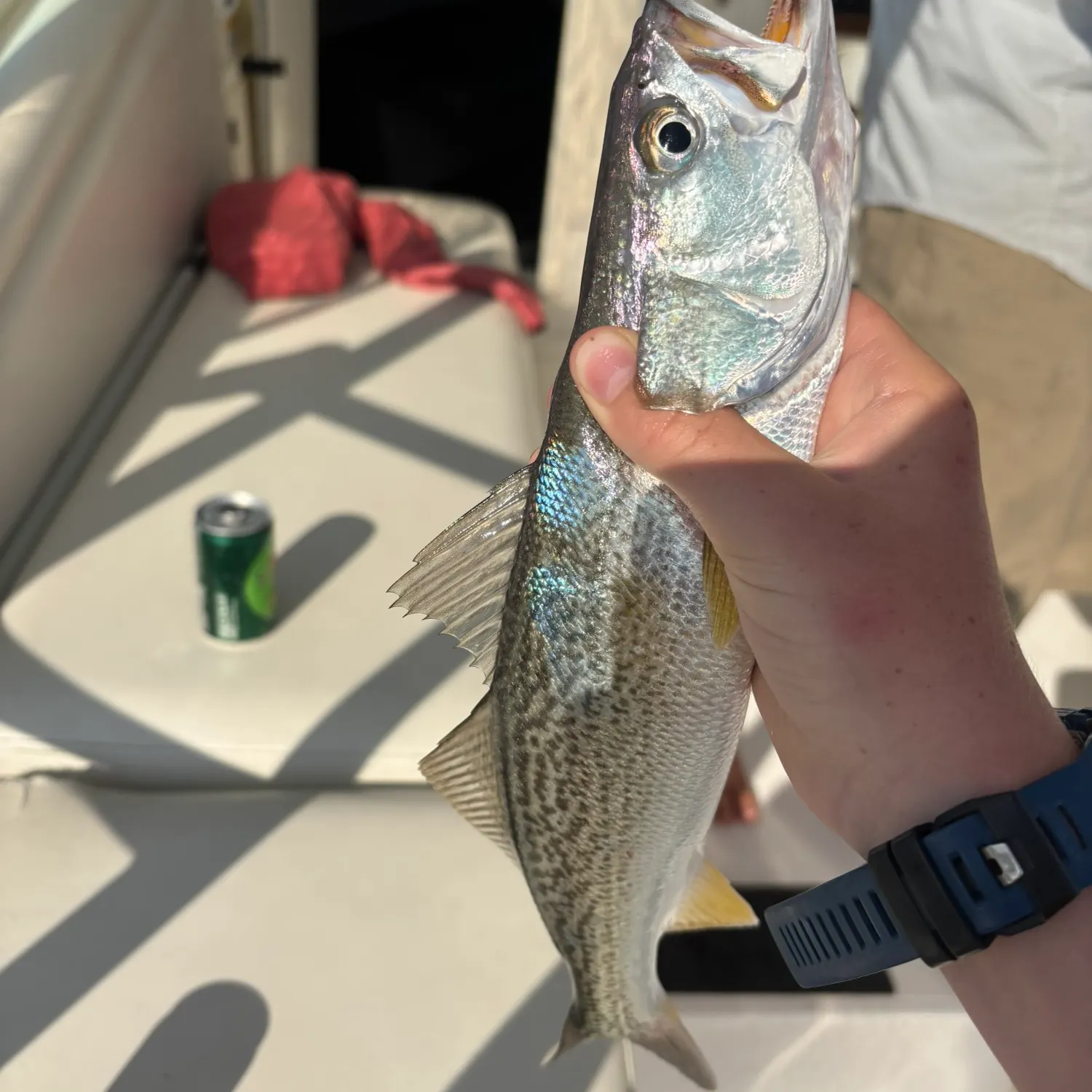 The most recent Gray weakfish catches on Fishbrain