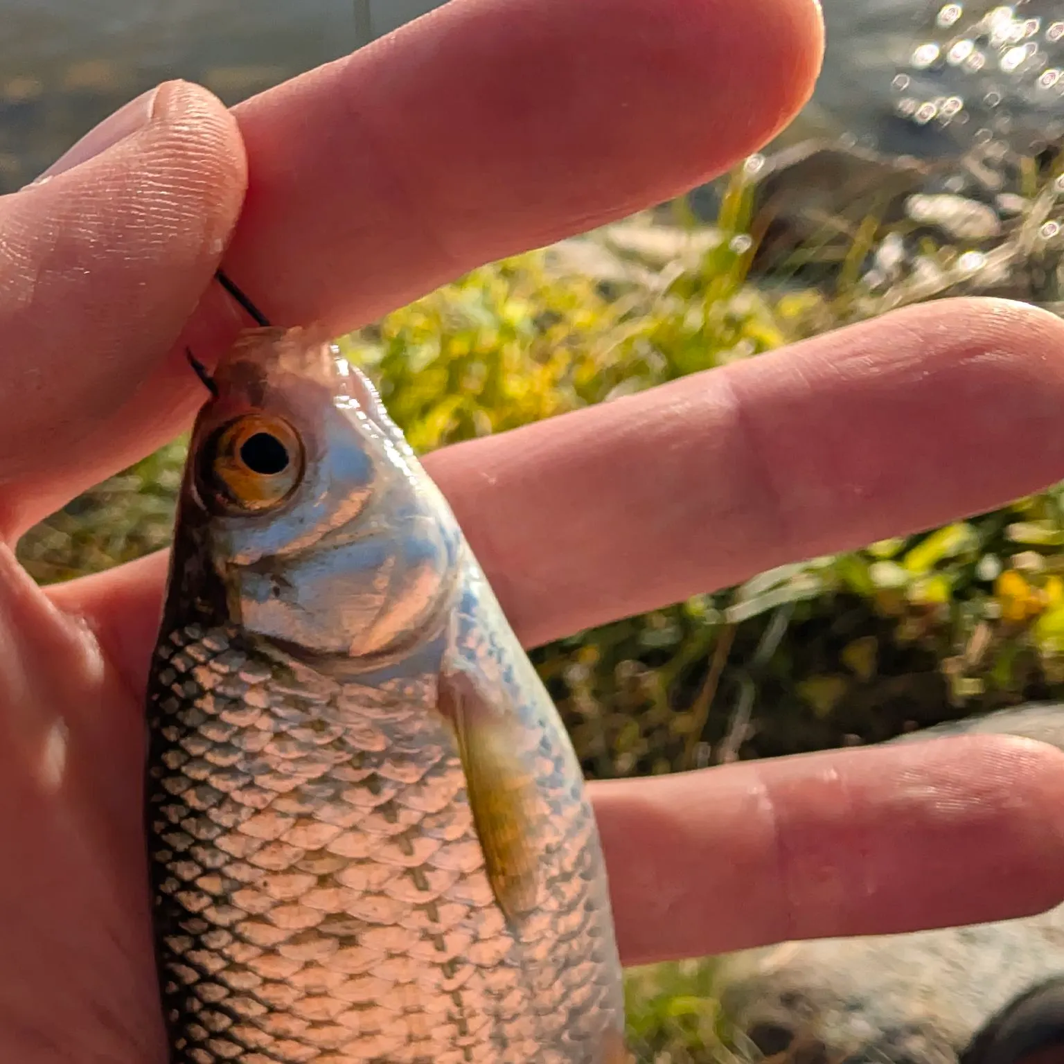 Common roach caught on Fishbrain