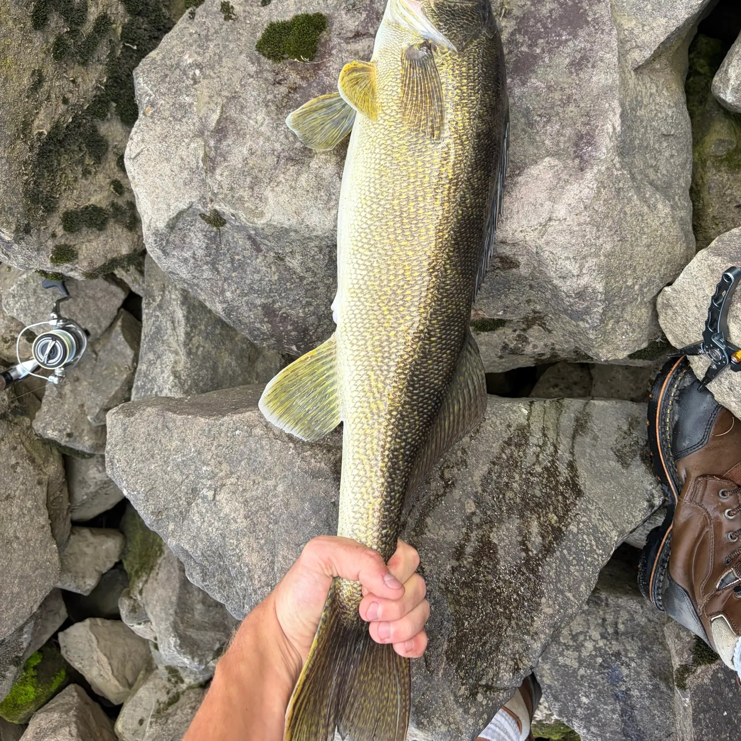 Walleye caught on Fishbrain