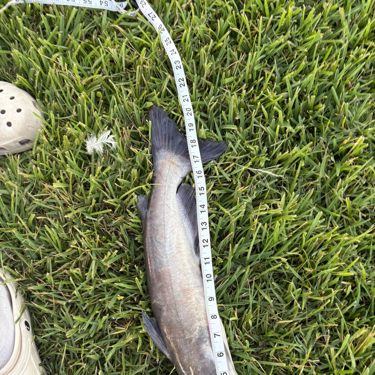 Channel catfish caught on Fishbrain