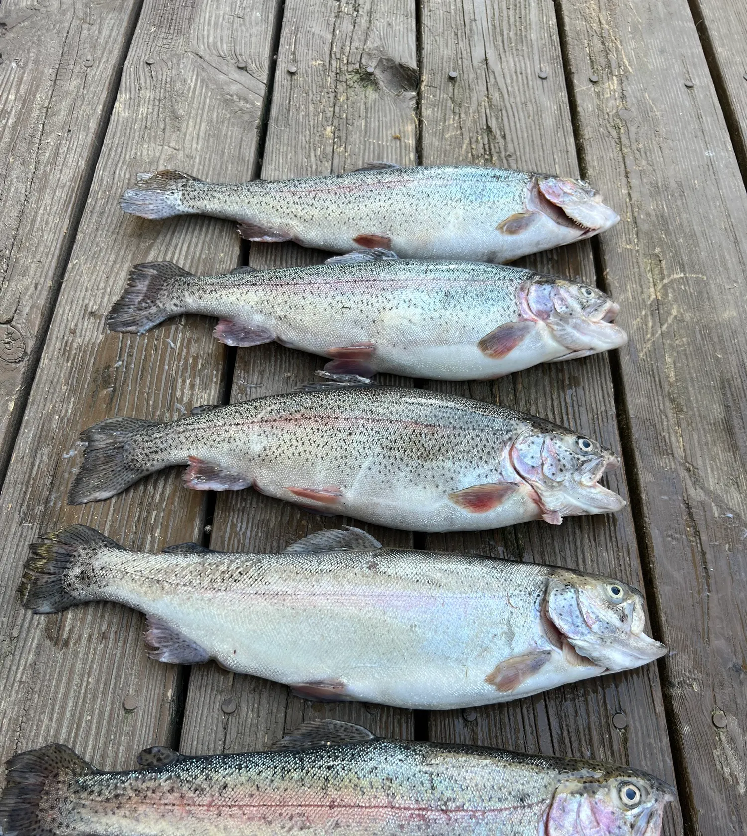 recently logged catches