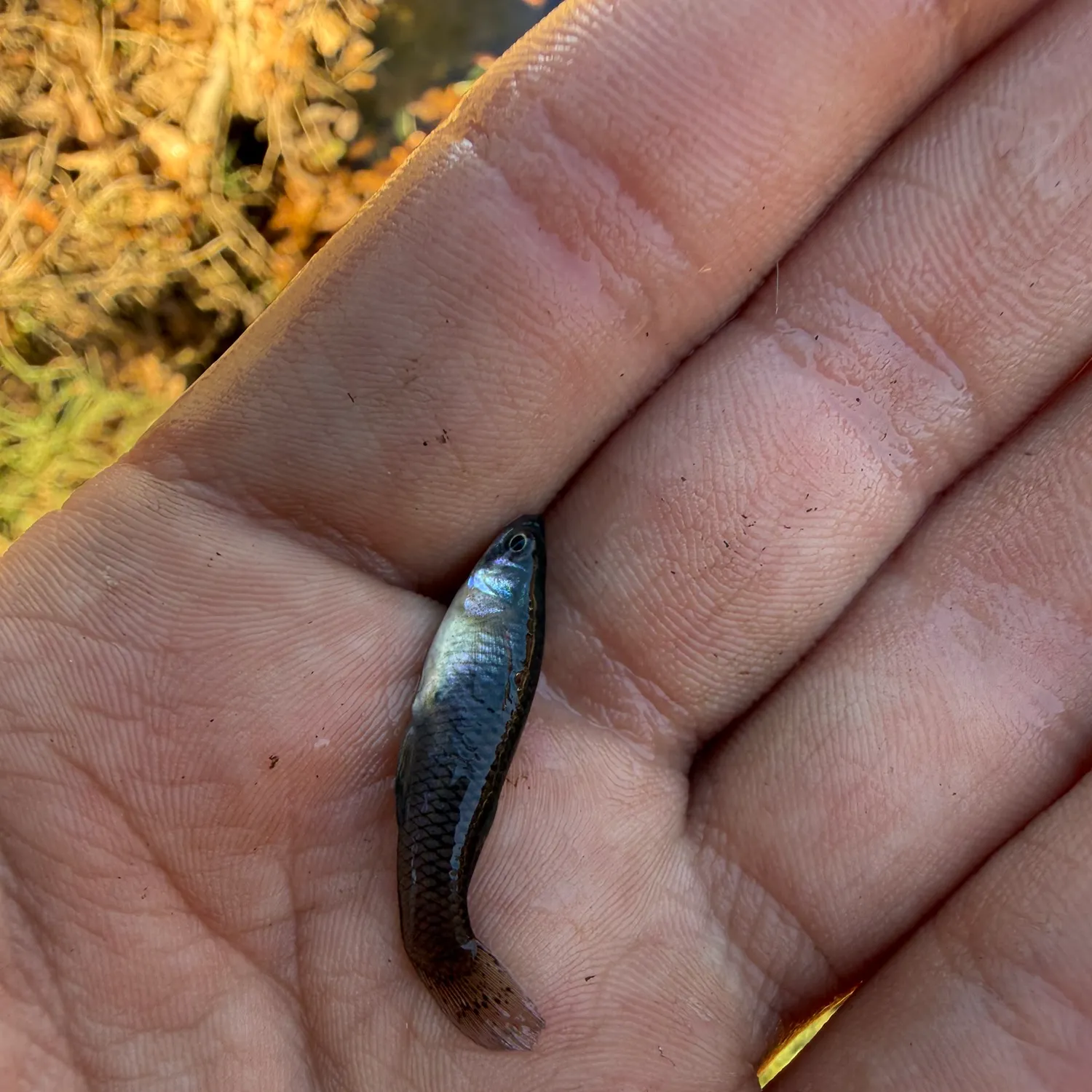 The most recent Eastern mosquitofish catches on Fishbrain
