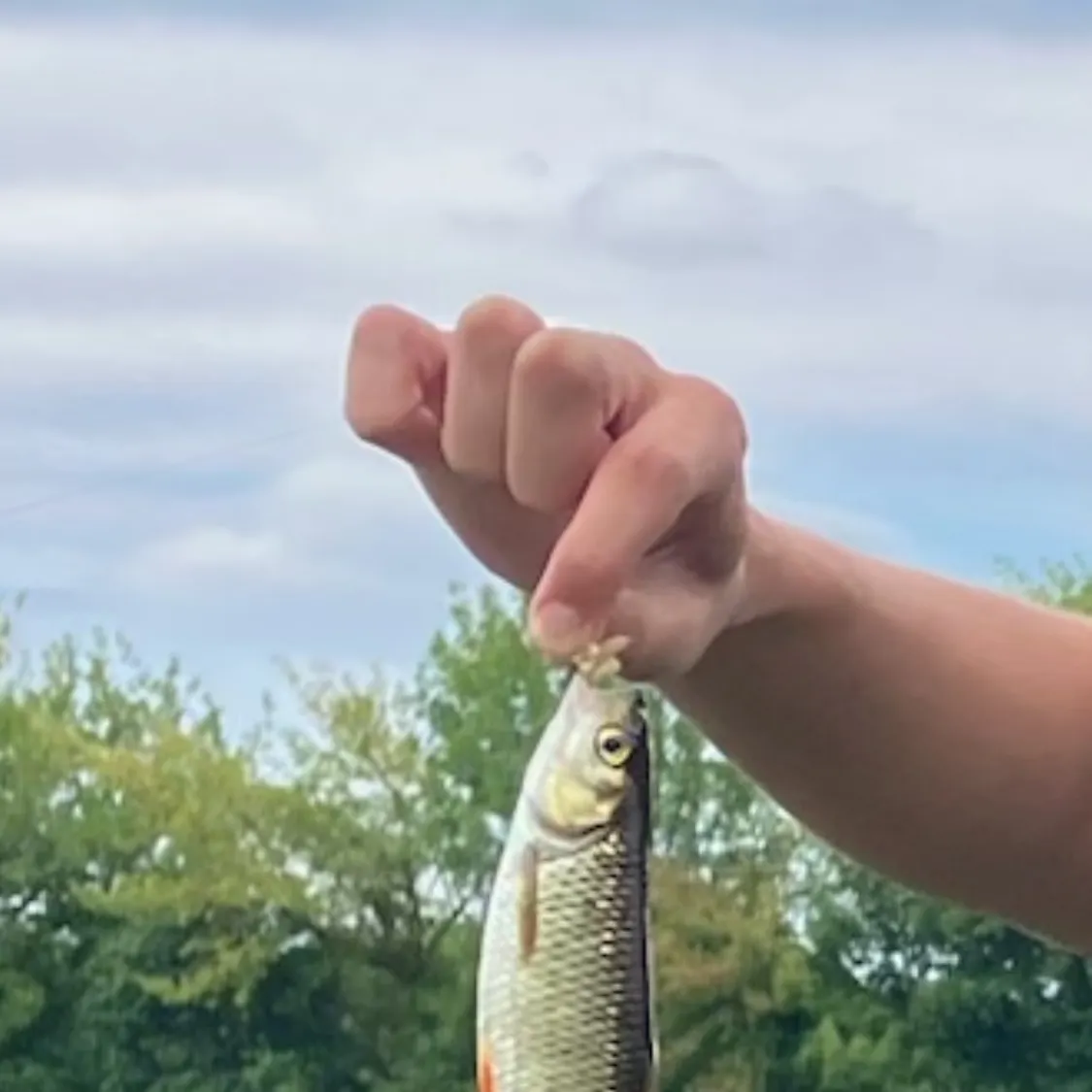 Common rudd caught on Fishbrain