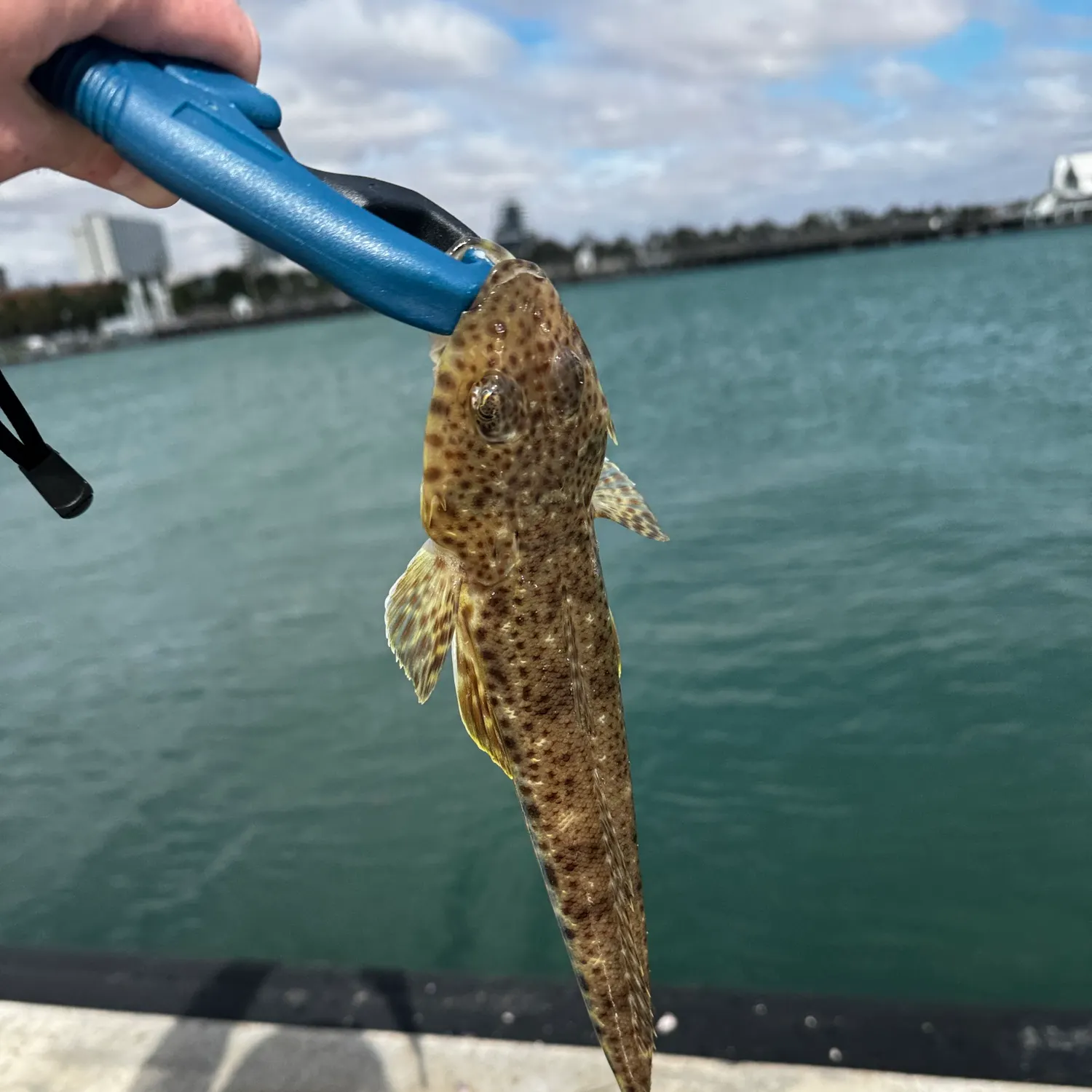 The most recent Blue-spotted flathead catches on Fishbrain
